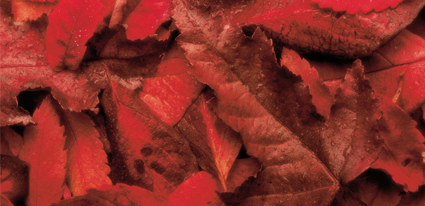 Alternative Health Resource