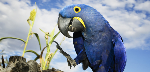 Wildlife Wednesday: Hyacinth Macaw