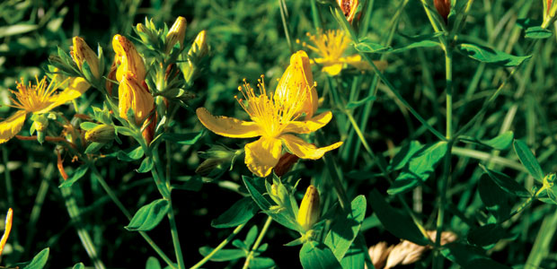 St. John’s Wort