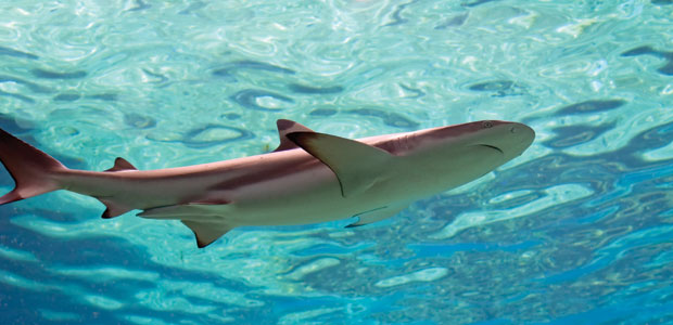 Death of a  Predator