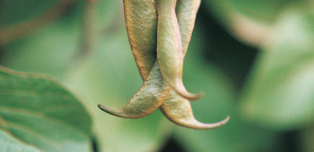 Genetically Engineered Foods a Threat to Life