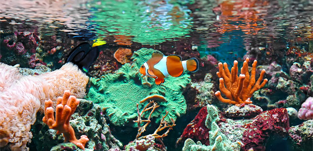 Eco-Friendly Ways to Care for Pet Fish