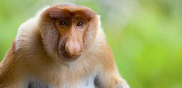 Wildlife Wednesday: Proboscis Monkey