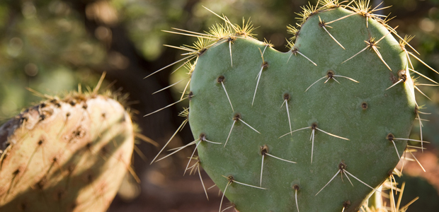 Kitchen Corner: Curious about Cactus?