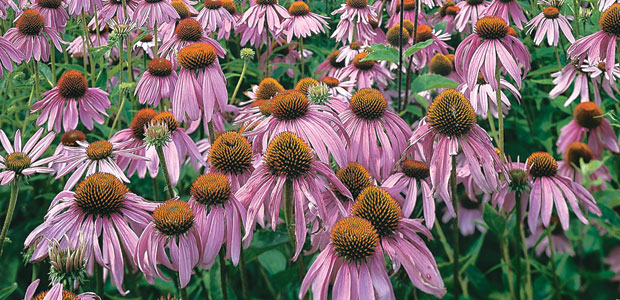 If You Don’t Want a Flu Shot