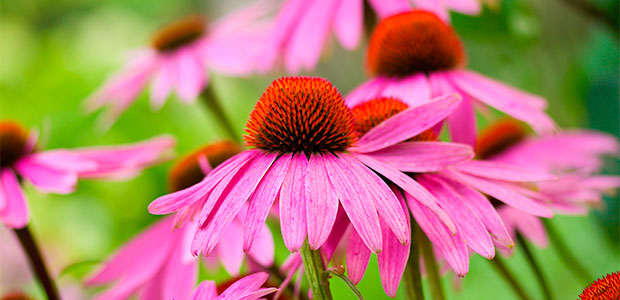 Echinacea