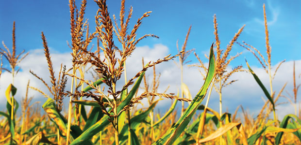 Corn Kernels of Truth