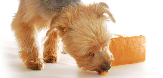 Treat Your Pets Well