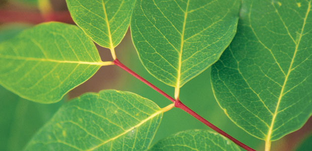 In Pursuit of Quality