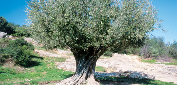 Preventing Heart Disease