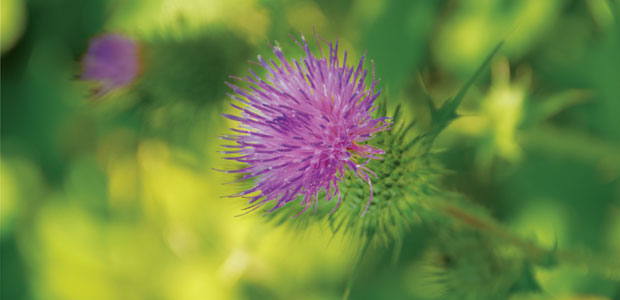 Milk Thistle