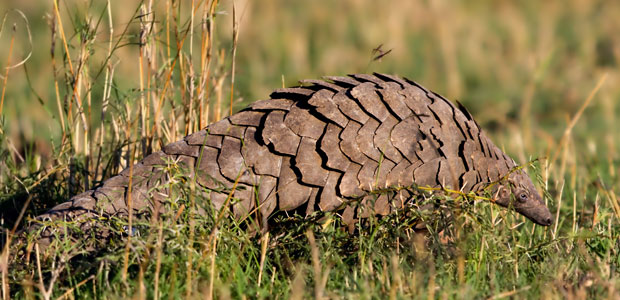 Wildlife Wednesday: Giant Pangolin