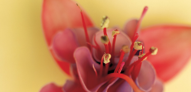 Delightful Dinner Bouquets