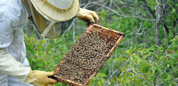 Insecticides May Be to Blame for Honeybee Deaths