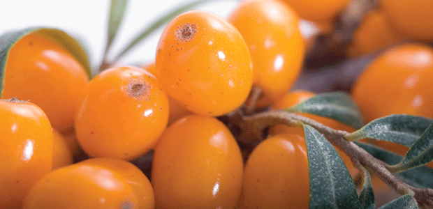 Guess What’s Coming to Dinner?