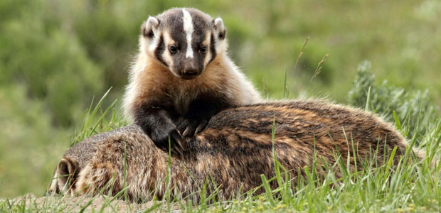 Wildlife Wednesday: American Badger