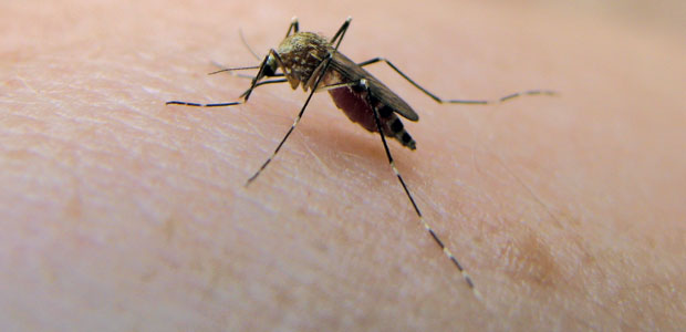 Summer Bug Protection