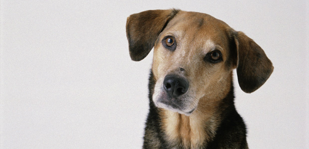 Natural, Holistic First Aid for Your Pet