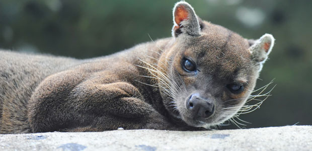 Wildlife Wednesday: Fossa