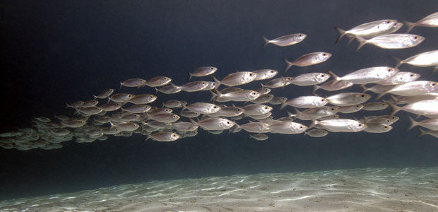 Are Our Medications Causing Mood Changes in Fish?