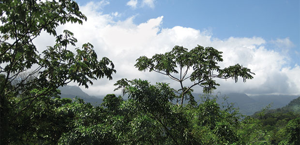 The Children’s Eternal Rainforest