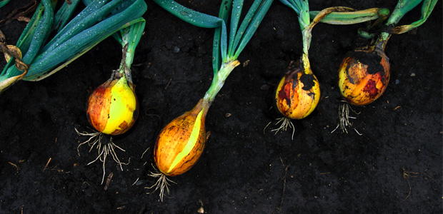 On the Road to Organic Certification