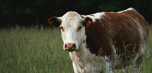 Miscellaneous Green Files