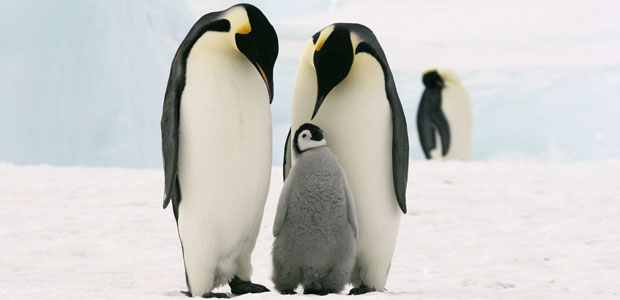 Wildlife Wednesday: Emperor Penguin
