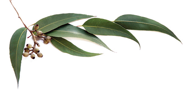 Natural Approaches to Halitosis