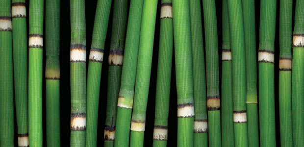 Prehistoric Horsetail and Modern Healing