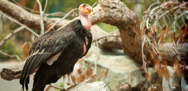 Wildlife Wednesday: California Condor