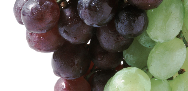 The Fruit of the Vine