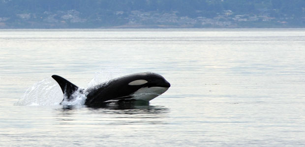 Wildlife Wednesday: Killer Whale