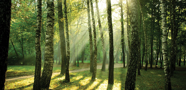 Nature and the Brain