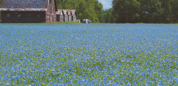 Facts on Flax
