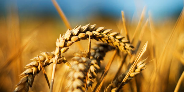 Ditch wheat for better health?