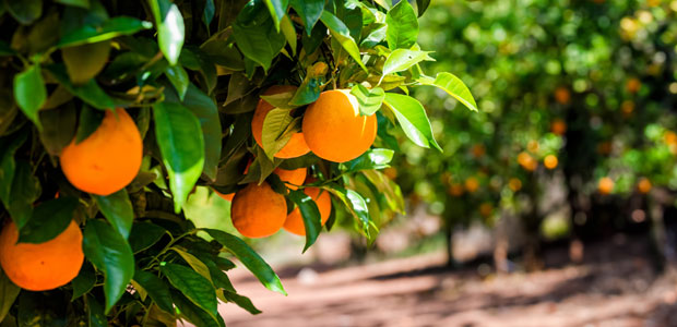 When Green isn’t Good