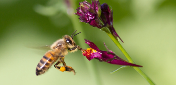 Wildlife Wednesday: Honeybee