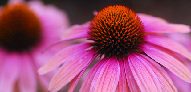10 Reasons to Stock up on Echinacea