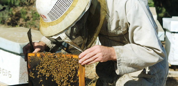 Plight of the Honeybee