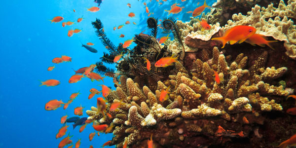 Australia takes measures to preserve the Coral Sea