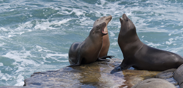 Wildlife Wednesday: California Sea Lion