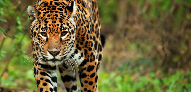 Wildlife Wednesday: Jaguar