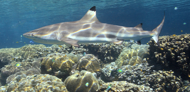 Wildlife Wednesday: Blacktip Reef Shark