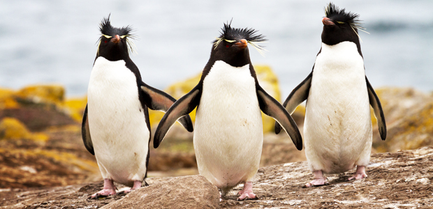 Wildlife Wednesday: Rockhopper Penguin