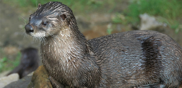 Wildlife Wednesday: North American River Otter