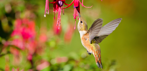 Wildlife Wednesday: Rufous Hummingbird