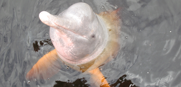 Wildlife Wednesday: Amazon River Dolphin