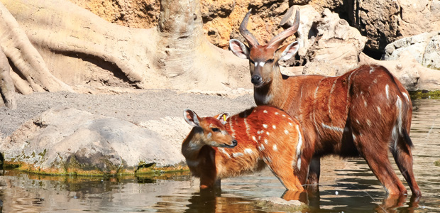 Wildlife Wednesday: Bongo