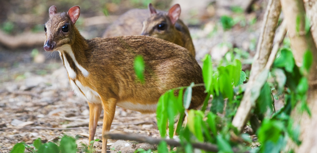 Wildlife Wednesday: Java Mouse-Deer